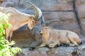 Big horn goat - Nubian Ibex Royalty Free Stock Photo